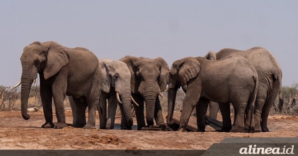 Negara Afrika serba salah mengatasi konflik&nbsp;gajah-manusia