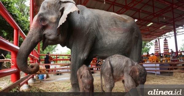 Bayi gajah kembar langka yang ajaib lahir di&nbsp;Thailand